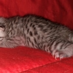 Egyptian Mau, silver, Male, DOB 3-3-20