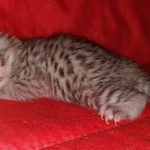 Egyptian Mau, silver, Male, DOB 3-3-20