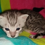 Sprinkes, Egyptian Mau, silver, Male, DOB 3-3-20
