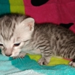 Sprinkes, Egyptian Mau, silver, Male, DOB 3-3-20