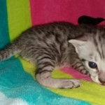 Sprinkes, Egyptian Mau, silver, Male, DOB 3-3-20