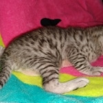 Sprinkes, Egyptian Mau, silver, Male, DOB 3-3-20