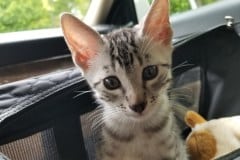 Leo Egyptian Mau Silver Male DOB 3-3-21