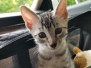 Leo Egyptian Mau Silver Male DOB 3-3-21