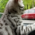 Leo an Egyptian Mau kitten