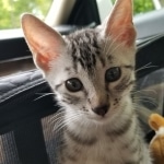 Leo an Egyptian Mau kitten