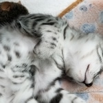 Leo an Egyptian Mau kitten