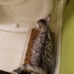 Leo an Egyptian Mau kitten