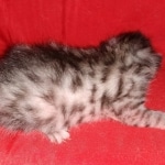Egyptian Mau silver male kitten DOB 3-3-21