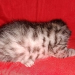 Egyptian Mau silver male kitten DOB 3-3-21
