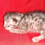Egyptian Mau silver male kitten DOB 3-3-21