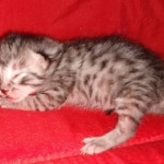 Egyptian Mau silver male kitten DOB 3-3-21