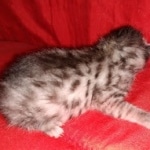 Egyptian Mau silver male kitten DOB 3-3-21