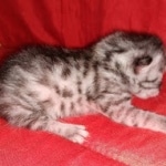 Egyptian Mau silver male kitten DOB 3-3-21