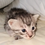 Egyptian Mau silver male kitten DOB 3-3-21