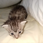 Egyptian Mau silver male kitten DOB 3-3-21