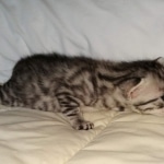 Egyptian Mau silver male kitten DOB 3-3-21