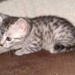 Egyptian Mau silver male kitten DOB 3/3/21