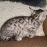 Egyptian Mau silver male kitten DOB 3/3/21