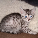 Egyptian Mau silver male kitten DOB 3/3/21