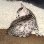 Egyptian Mau silver male kitten DOB 3/3/21