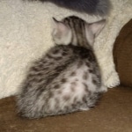 Egyptian Mau silver male kitten DOB 3/3/21