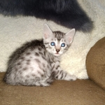 Egyptian Mau silver male kitten DOB 3/3/21