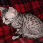 Egyptian Mau silver male kitten DOB 3/3/21