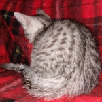 Egyptian Mau silver male kitten DOB 3/3/21