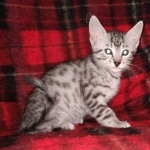 Egyptian Mau silver male kitten DOB 3/3/21