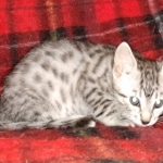 Egyptian Mau silver male kitten DOB 3/3/21