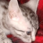 Egyptian Mau silver male kitten DOB 3/3/21