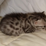 Egyptian Mau silver male kitten DOB 3-3-21