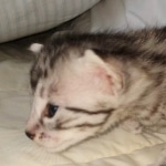 Egyptian Mau silver male kitten DOB 3-3-21