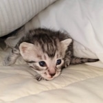 Egyptian Mau silver male kitten DOB 3-3-21