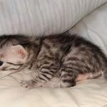 Egyptian Mau silver male kitten DOB 3/3/21