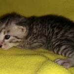 Mau, silver, Male, DOB 4-10-20