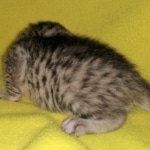 Mau, silver, Male, DOB 4-10-20