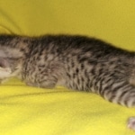 Mau, silver, Male, DOB 4-10-20