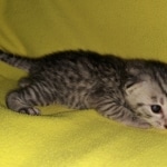 Mau, silver, Male, DOB 4-10-20