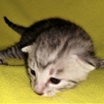 Mau, silver, Male, DOB 4-10-20