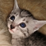 Mau, silver, Male, DOB 4-10-20