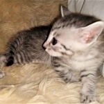 Mau, silver, Male, DOB 4-10-20