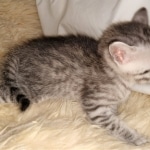 Mau, silver, Male, DOB 4-10-20