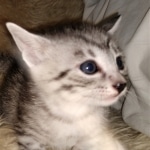 Mau, silver, Male, DOB 4-10-20