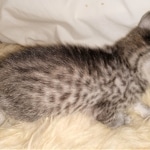 Mau, silver, Male, DOB 4-10-20