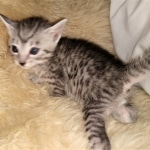 Mau, silver, Male, DOB 4-10-20