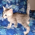 Mau, silver, Male, DOB 4-10-20