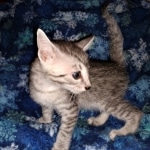 Mau, silver, Male, DOB 4-10-20