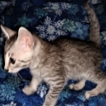 Mau, silver, Male, DOB 4-10-20